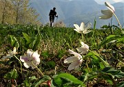 48  Bianca  Anemone nemorosa (Anemonoides nemorosa) nei verdi prati di Colle Pradali